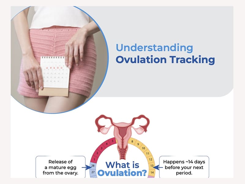 Understanding Ovulation Tracking Image